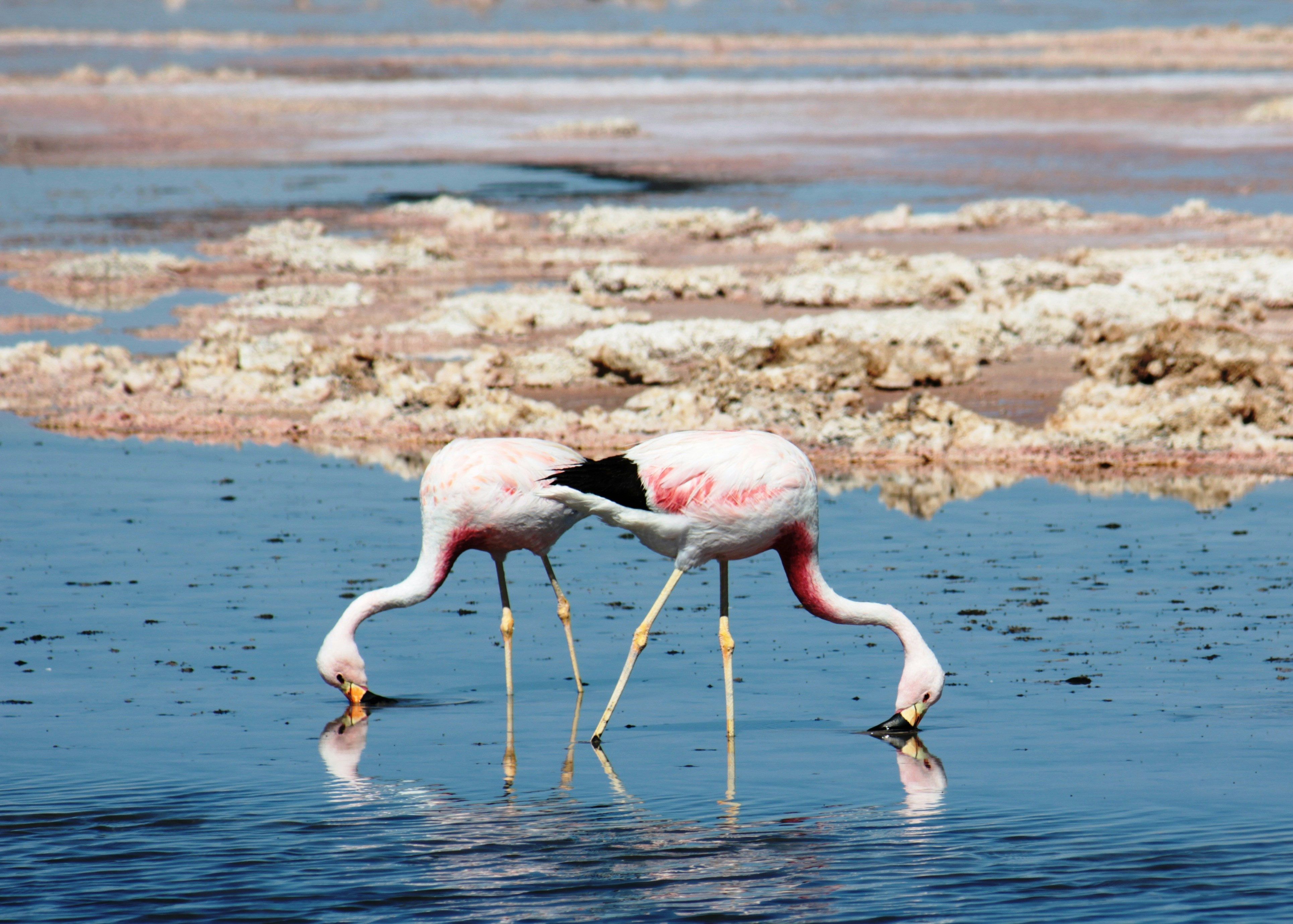 Flamencos en el Salar