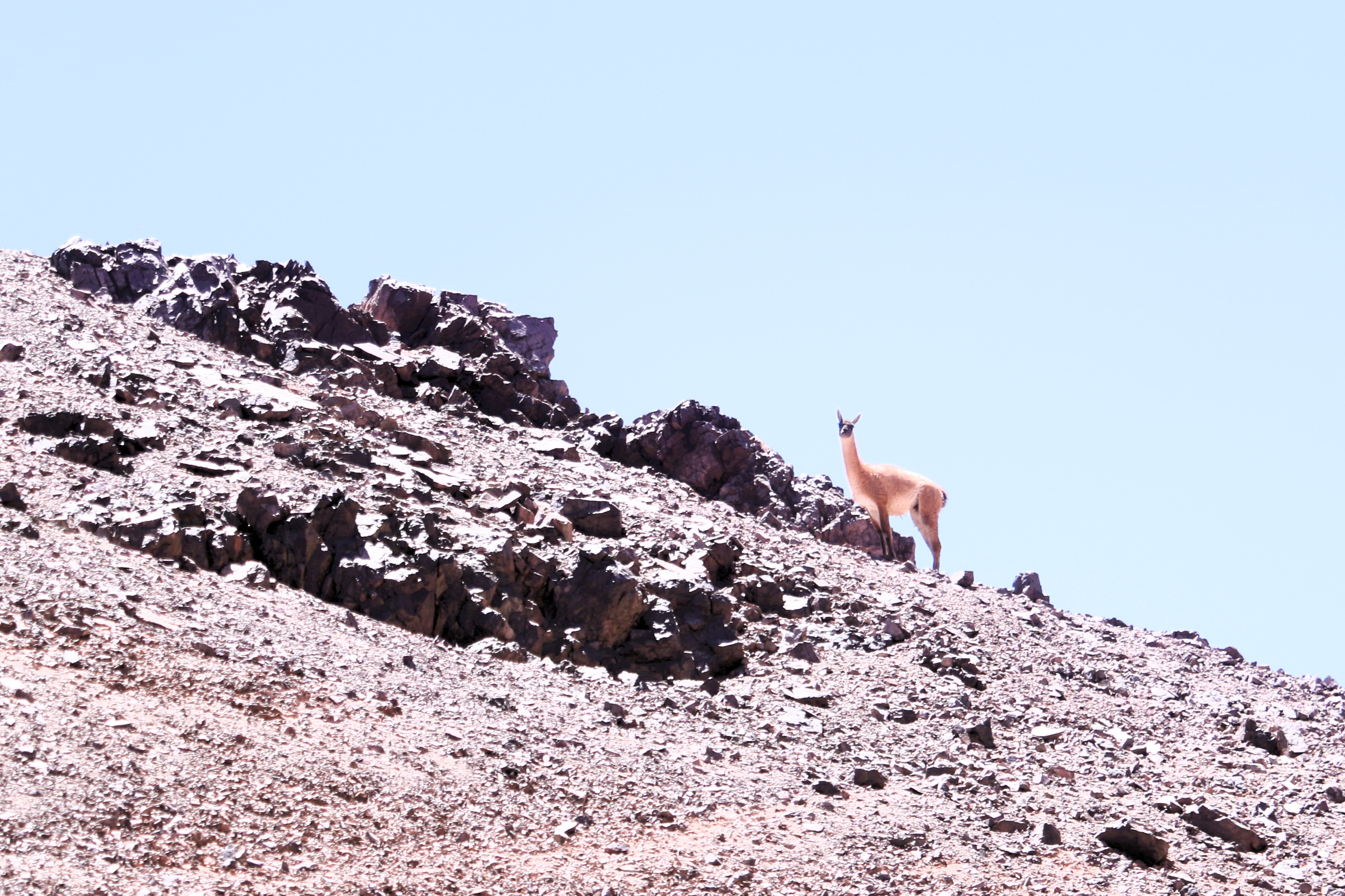 Huanaco en el Salar