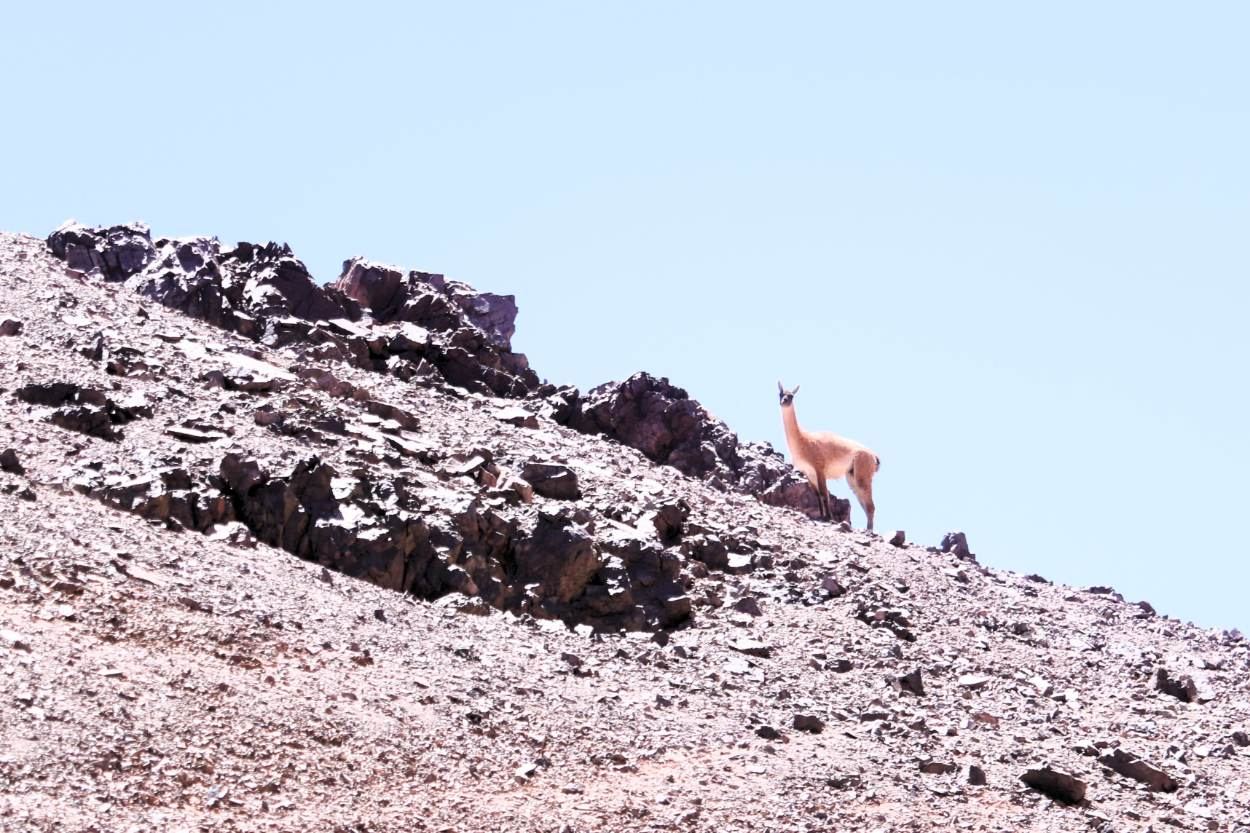 Guanaco en una ladera rocosa junto al salar